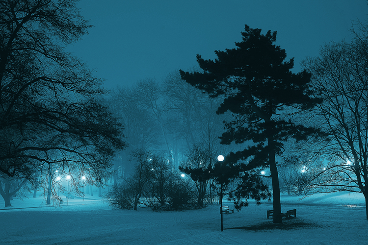 Snowy winter park scene at night
